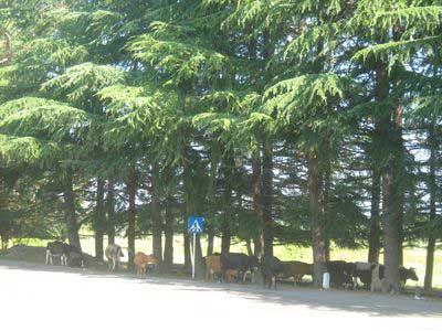 Абхазия. Фото: Елены Ханян Абхазия. Фото: Елены Ханян