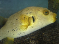 рыбка с названием догфейс («собачья морда»)