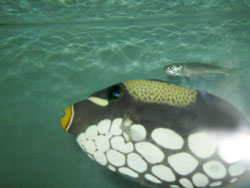 рыбка crow trigger fish