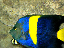 Ангельская рыба (ангел-фиш)