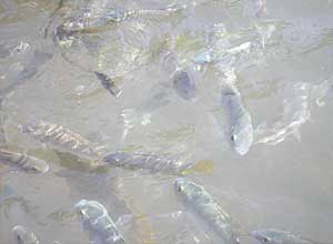 Жители реки Иордан Жители реки Иордан