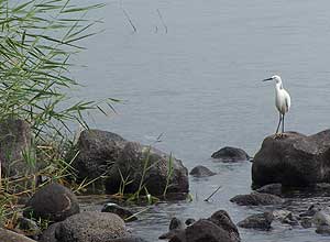 Галилея Галилея